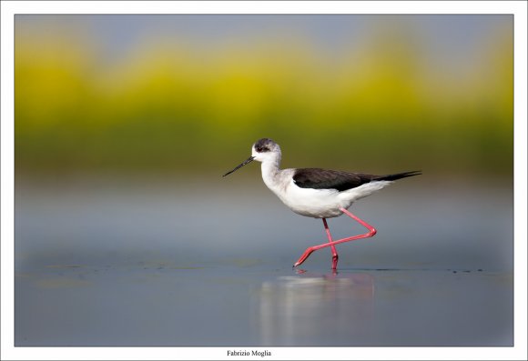 Cavaliere d'Italia - Black winged stilt (Himantopus himantopus)