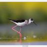 Cavaliere d'Italia - Black winged stilt (Himantopus himantopus)