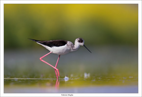 Cavaliere d'Italia - Black winged stilt (Himantopus himantopus)