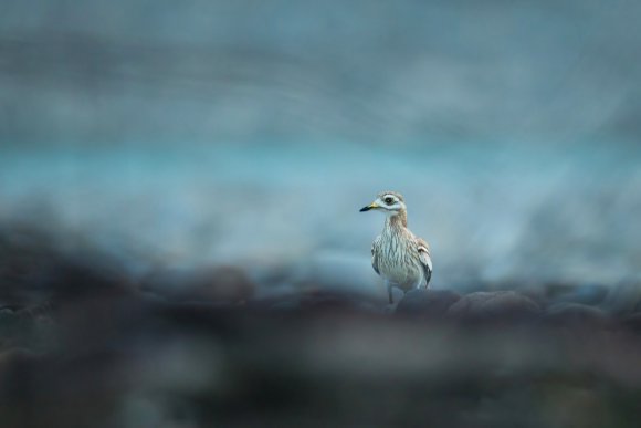 Occhione - Stone curlew (Burhinus oedicnemus)