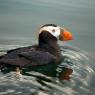 Pulcinella dai ciuffi - Tufted puffin (Fratercula cirrhata)