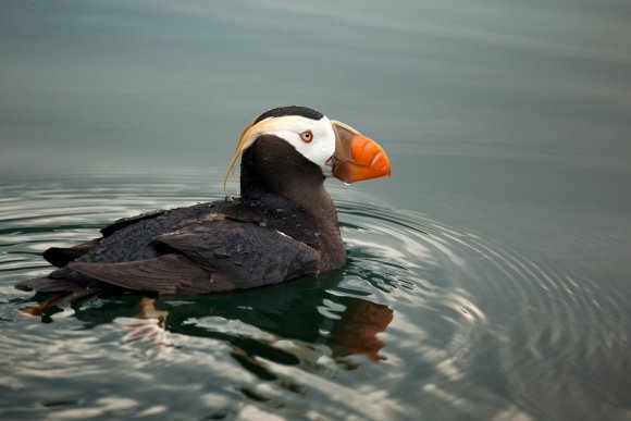 Pulcinella dai ciuffi - Tufted puffin (Fratercula cirrhata)