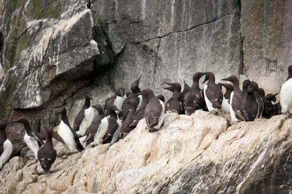 Uria - Common guillemot (Uria aalge) 
