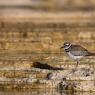 Piviere americano - Killdeer (Charadrius vociferus)