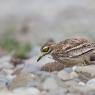 Occhione - Stone curlew (Burhinus oedicnemus)