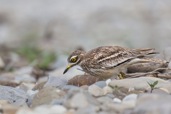 Occhione - Stone curlew (Burhinus oedicnemus)