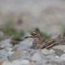 Occhione - Stone curlew (Burhinus oedicnemus)