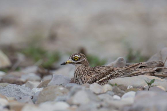 Occhione - Stone curlew (Burhinus oedicnemus)