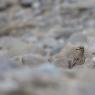 Occhione - Stone curlew (Burhinus oedicnemus)