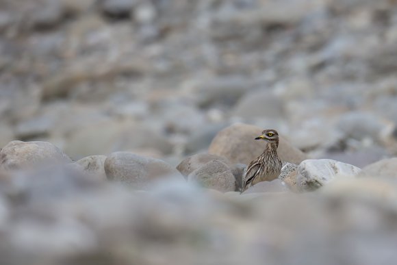 Occhione - Stone curlew (Burhinus oedicnemus)