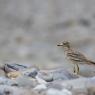 Occhione - Stone curlew (Burhinus oedicnemus)