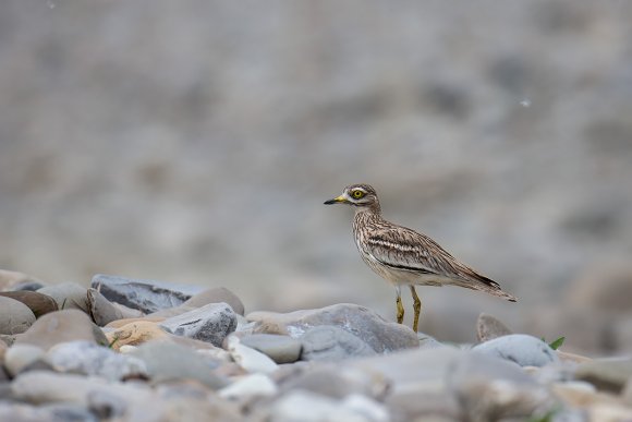 Occhione - Stone curlew (Burhinus oedicnemus)