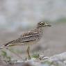 Occhione - Stone curlew (Burhinus oedicnemus)