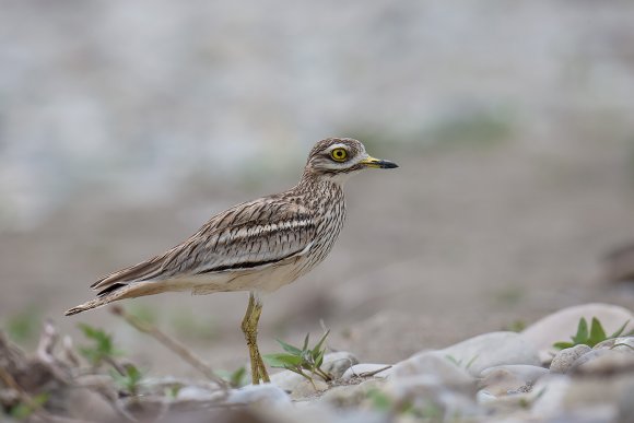 Occhione - Stone curlew (Burhinus oedicnemus)