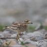 Occhione - Stone curlew (Burhinus oedicnemus)