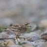 Occhione - Stone curlew (Burhinus oedicnemus)