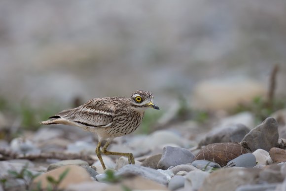 Occhione - Stone curlew (Burhinus oedicnemus)