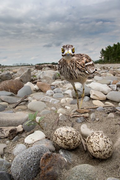 Occhione - Stone curlew (Burhinus oedicnemus)