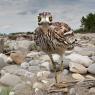 Occhione - Stone curlew (Burhinus oedicnemus)