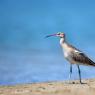 Chiurlo piccolo - Whimbrel (Numenius phaeopus)