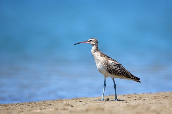 Chiurlo piccolo - Whimbrel (Numenius phaeopus)