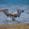 Chiurlo piccolo - Whimbrel (Numenius phaeopus)