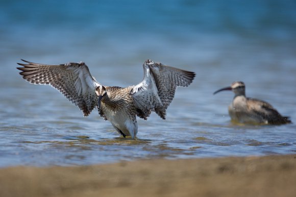 Chiurlo piccolo - Whimbrel (Numenius phaeopus)