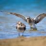 Chiurlo piccolo - Whimbrel (Numenius phaeopus)