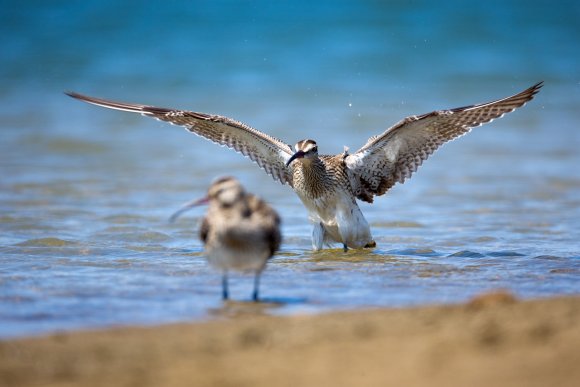 Chiurlo piccolo - Whimbrel (Numenius phaeopus)