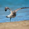 Chiurlo piccolo - Whimbrel (Numenius phaeopus)