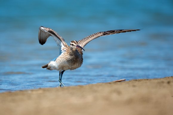 Chiurlo piccolo - Whimbrel (Numenius phaeopus)