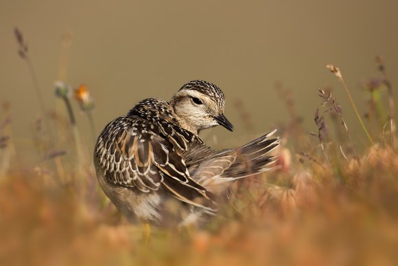 Piviere tortolino - Eurasian dotterel (Charadrius morinellus)