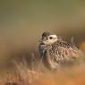 Piviere tortolino - Eurasian dotterel (Charadrius morinellus)