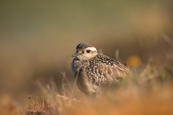 Piviere tortolino - Eurasian dotterel (Charadrius morinellus)