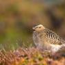 Piviere tortolino - Eurasian dotterel (Charadrius morinellus)