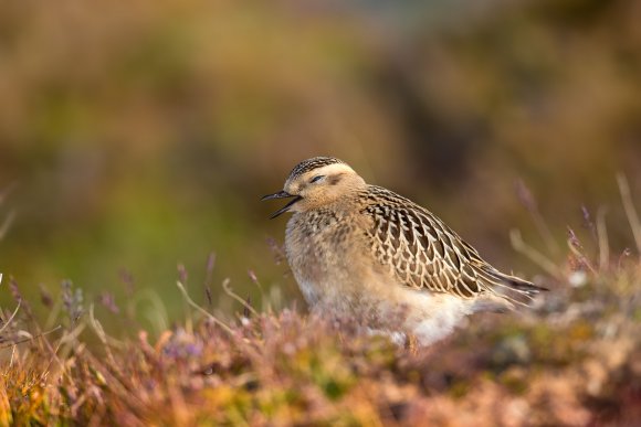Piviere tortolino - Eurasian dotterel (Charadrius morinellus)