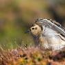 Piviere tortolino - Eurasian dotterel (Charadrius morinellus)