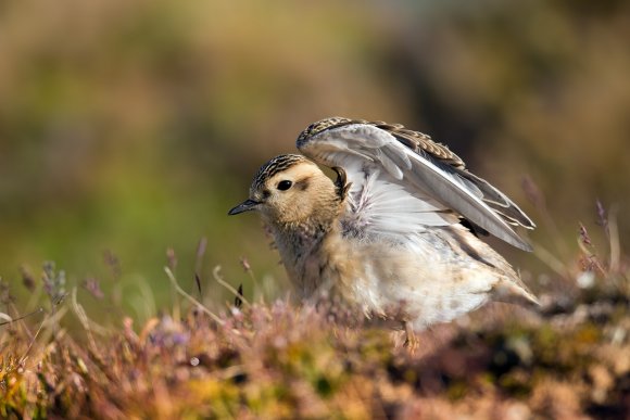 Piviere tortolino - Eurasian dotterel (Charadrius morinellus)