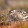 Piviere tortolino - Eurasian dotterel (Charadrius morinellus)