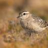 Piviere tortolino - Eurasian dotterel (Charadrius morinellus)