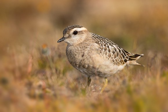 Piviere tortolino - Eurasian dotterel (Charadrius morinellus)