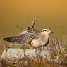 Piviere tortolino - Eurasian dotterel (Charadrius morinellus)