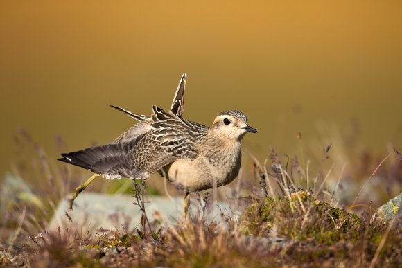 Piviere tortolino - Eurasian dotterel (Charadrius morinellus)