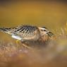 Piviere tortolino - Eurasian dotterel (Charadrius morinellus)