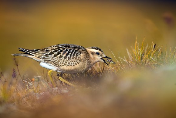 Piviere tortolino - Eurasian dotterel (Charadrius morinellus)