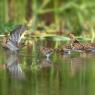 Beccaccino - Common Snipe (Gallinago gallinago)