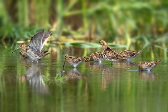 Beccaccino - Common Snipe (Gallinago gallinago)