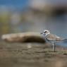 Fratino - Kentish plover (Charadrius alexandrinus)