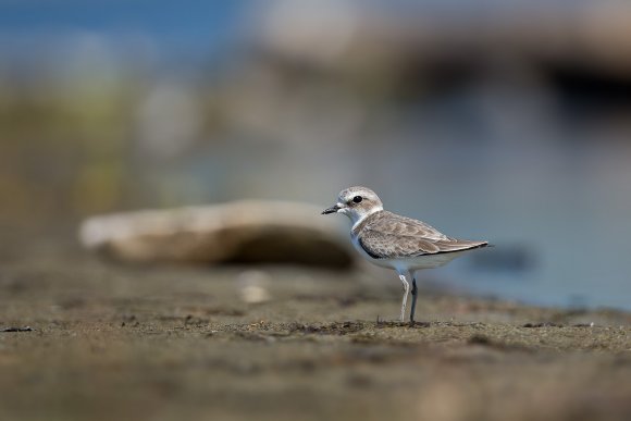 Fratino - Kentish plover (Charadrius alexandrinus)