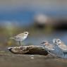 Fratino - Kentish plover (Charadrius alexandrinus)